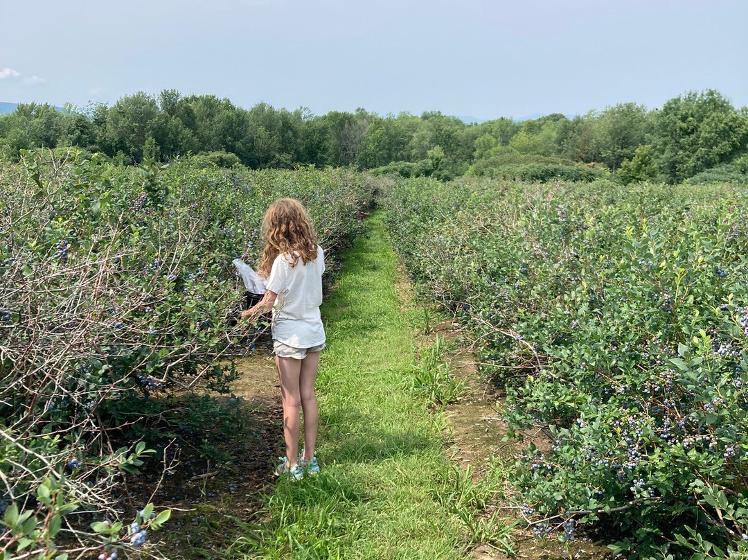 Pelkey's Blueberries