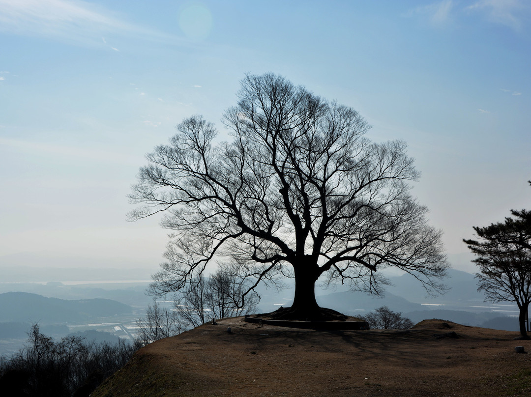 Seongheungsan Tree of Love