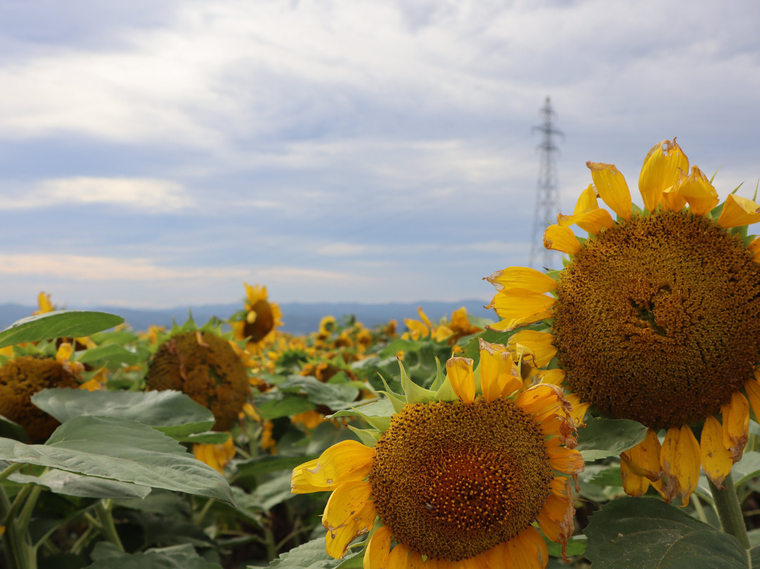 Asahigaoka Viewing Platform-大空町必去景点
