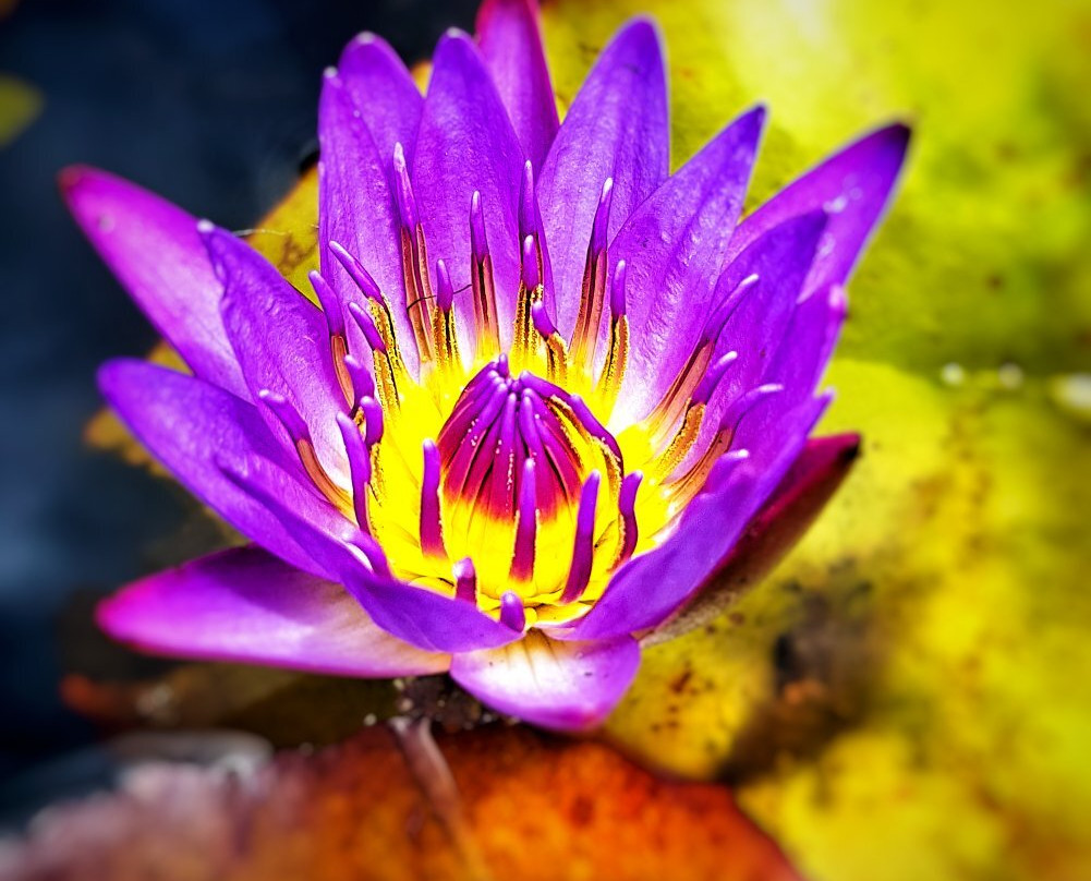 Jurien Heights Plant And Fish Nursery