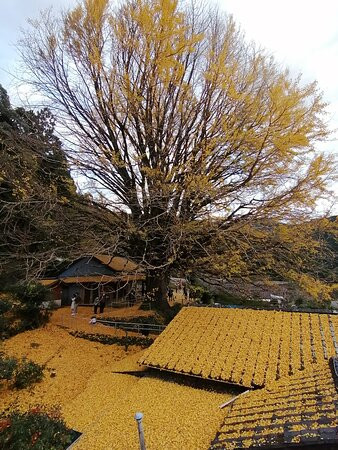 Fukusada no Oicho (Big Maidenhair Tree)景点图片