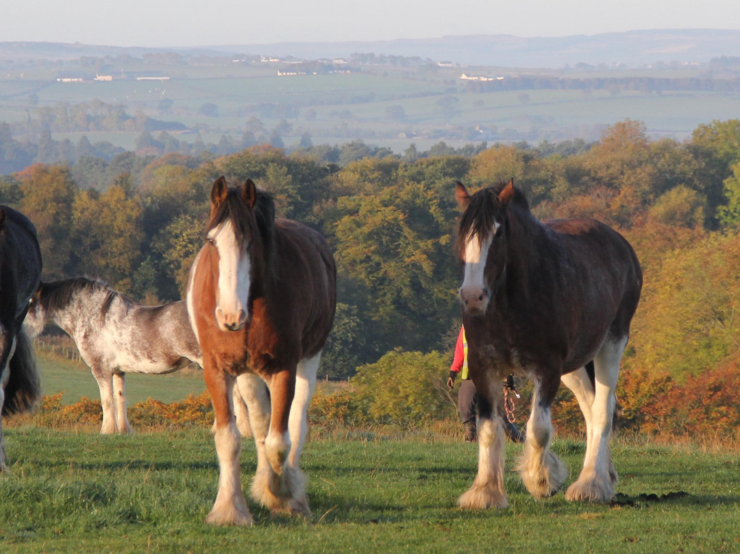 Blackstone Clydesdales & DIG-a-Day Experience景点图片