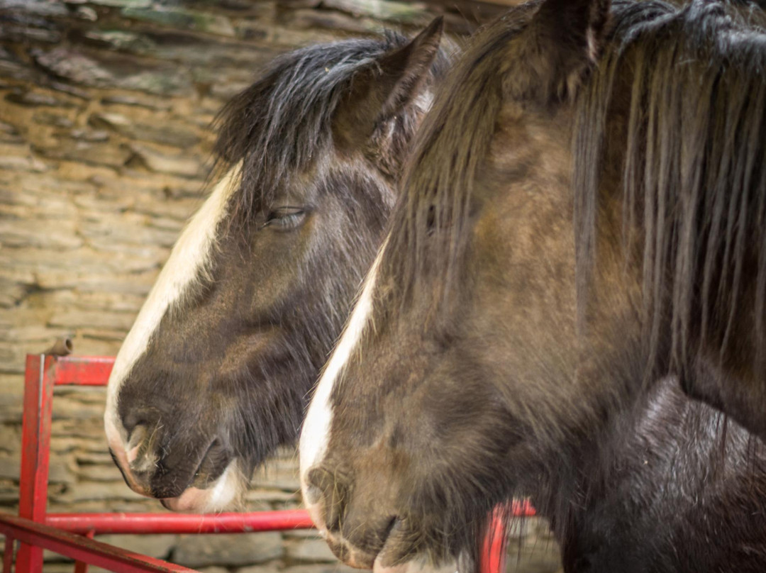 Dyfed Shire Horse Farm景点图片