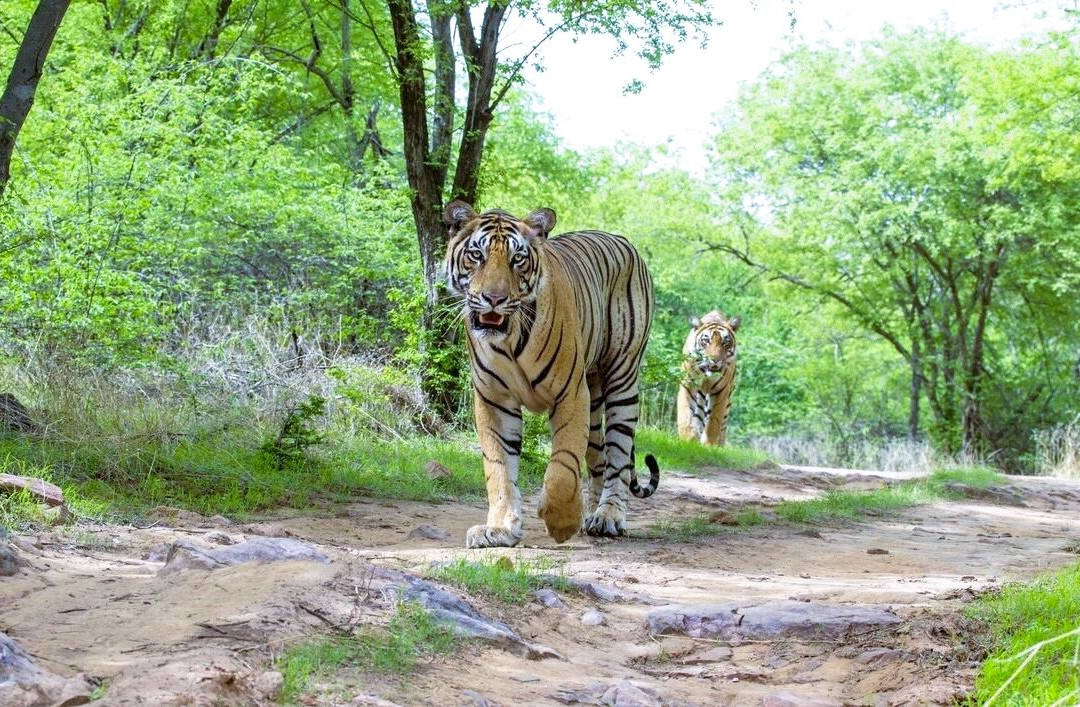 Gorewada Safari-那格浦尔必去景点