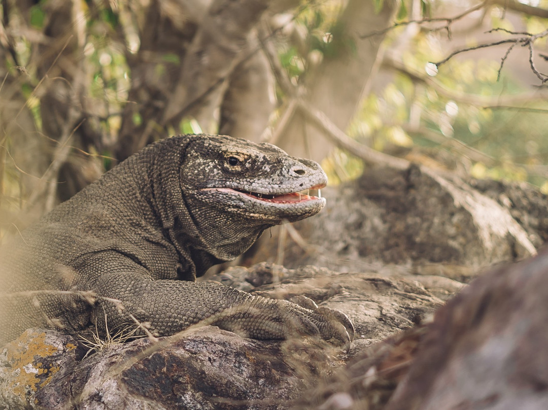 Discovery Komodo Adventure景点图片