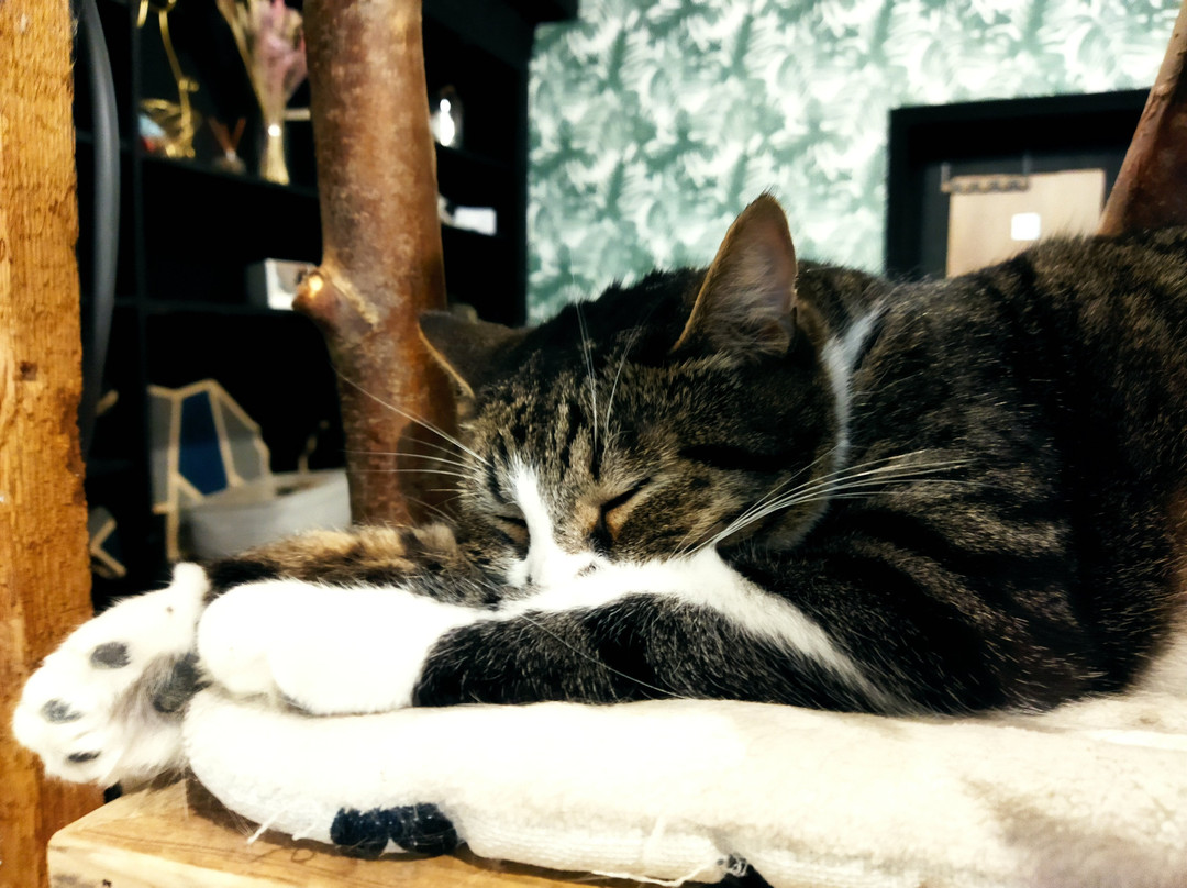 B'aristokat-科翠克必去景点