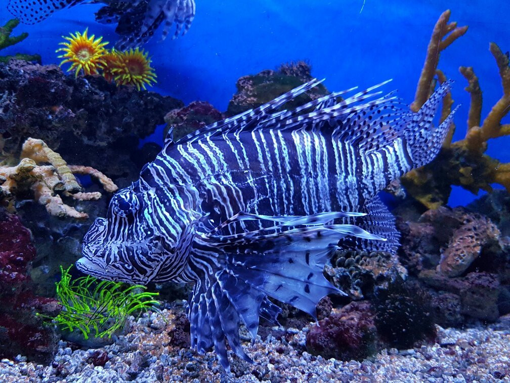 Alushta Aquarium景点图片