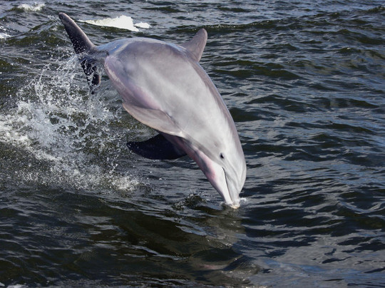 A-Pair-A-Dice Charters - Private Tours-橙色海湾必去景点