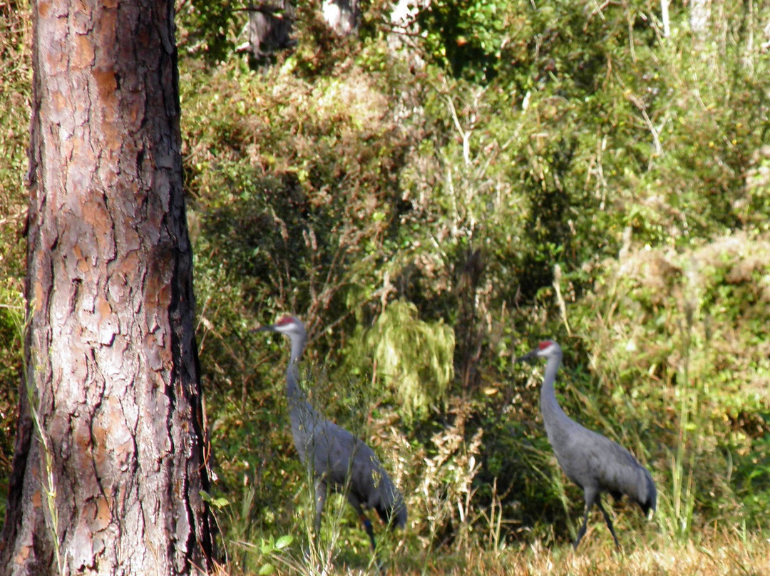 Mississippi Sandhill Crane National Wildlife Refuge景点图片