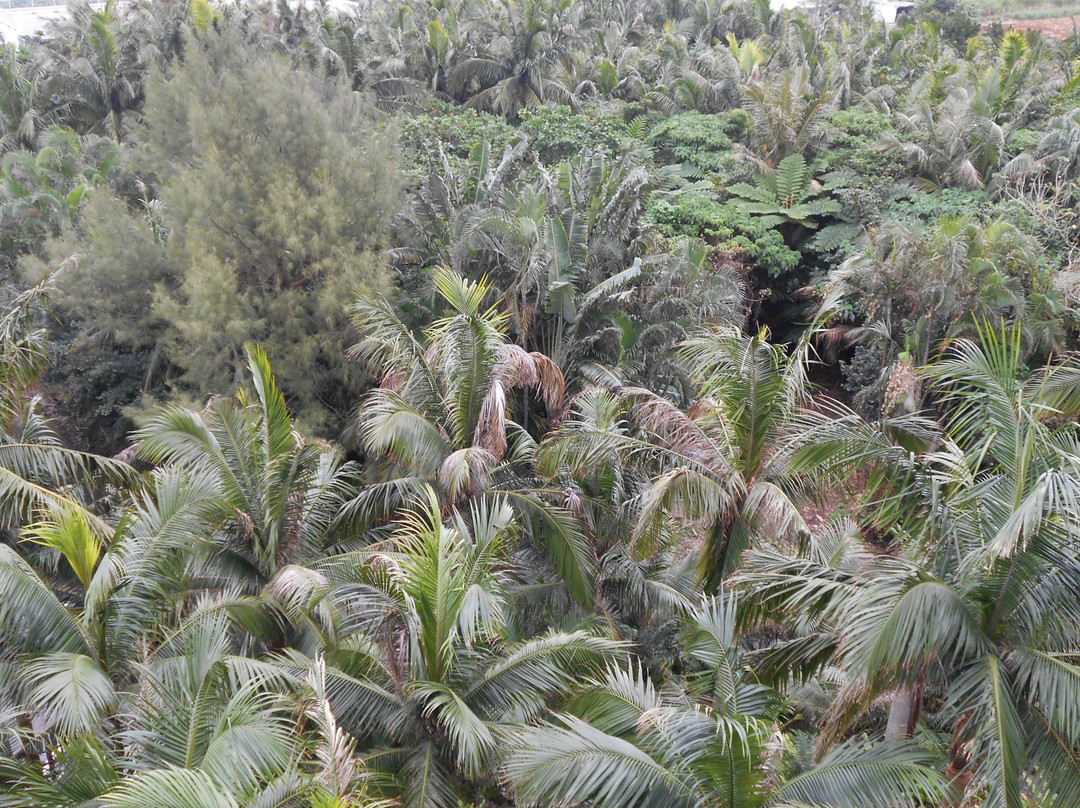 Satake Yaeyama Palm Trees Museum景点图片