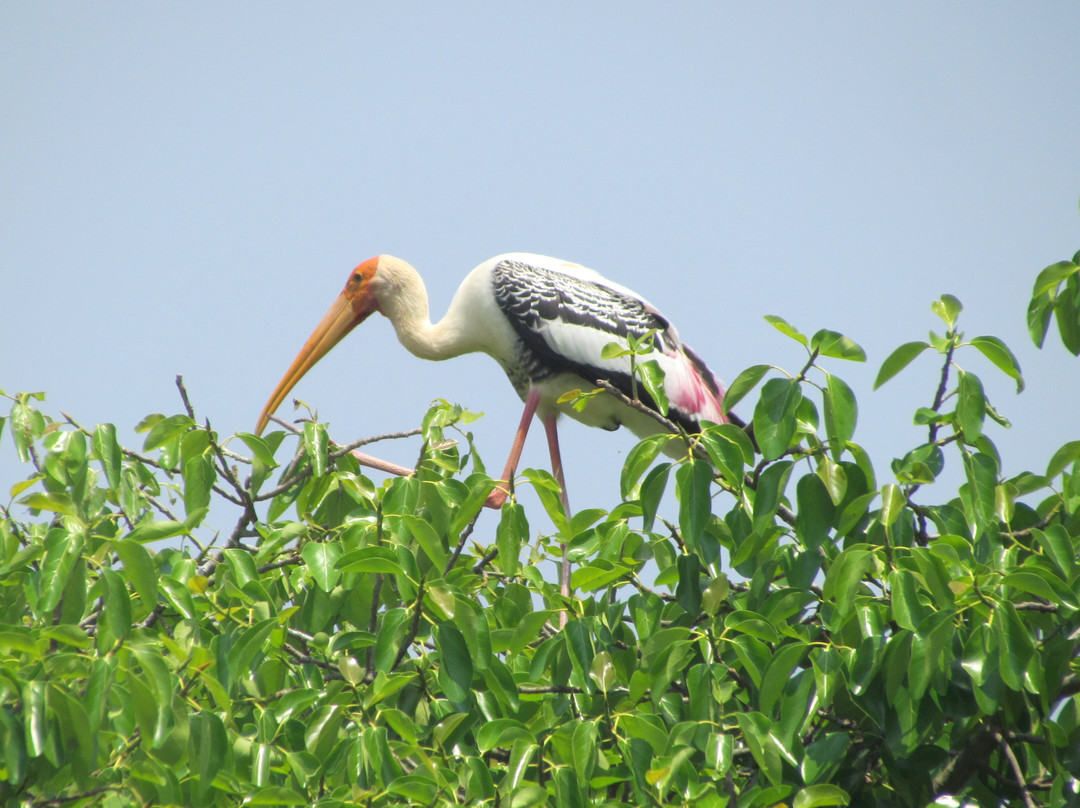 Kokrebellur Bird Sanctuary景点图片