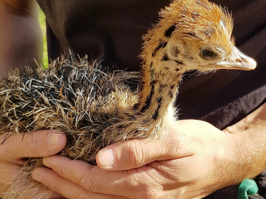 Weingut Und Straußenfarm Wimmer-Oggau am Neusiedler See必去景点