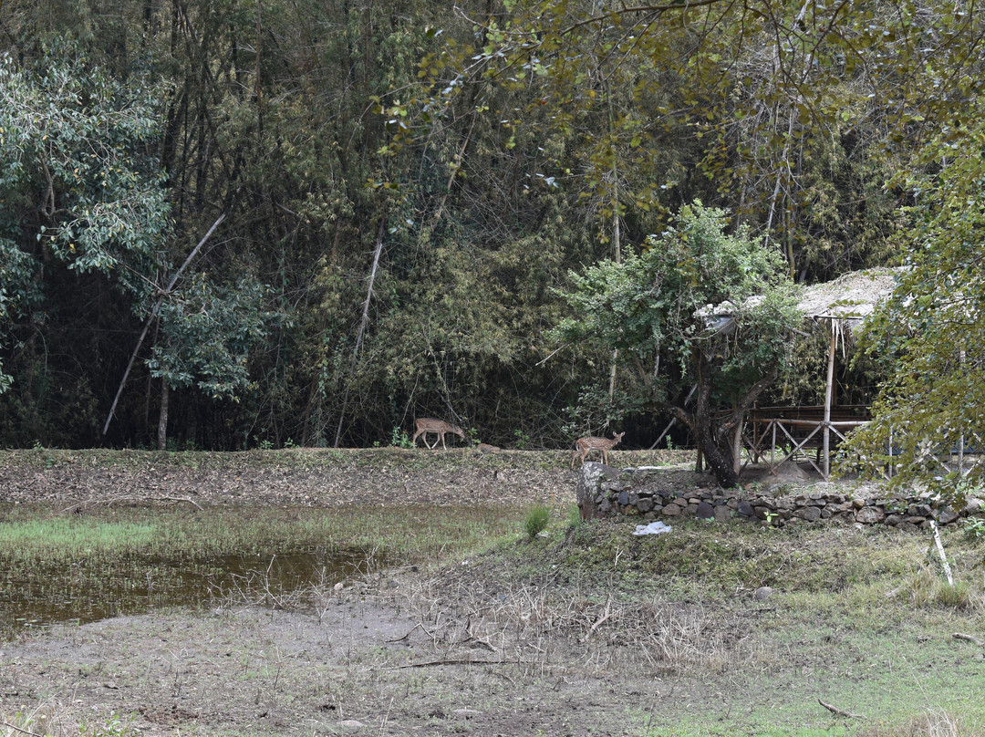 丛林小屋酒店主图