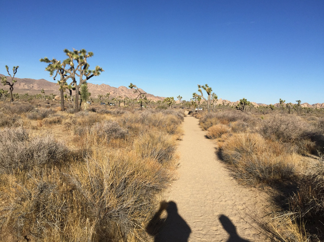 Ryan Ranch Homestead Site-约书亚树国家公园必去景点