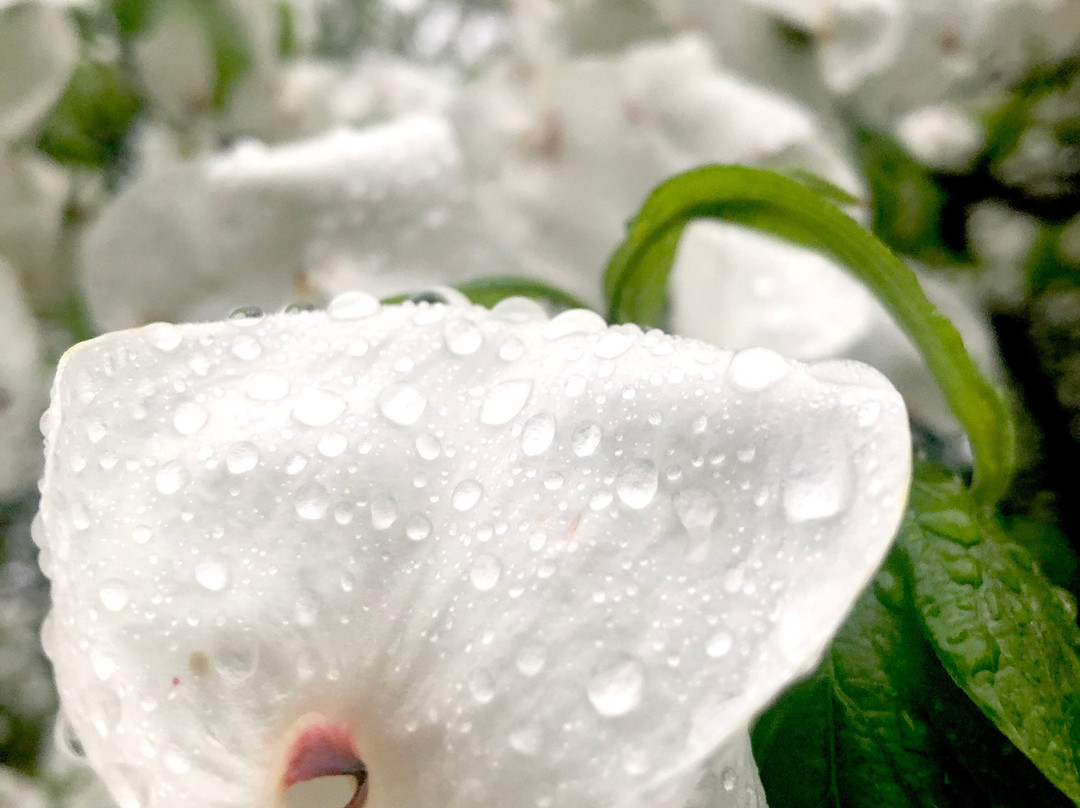 Burtonsville旅游攻略图片