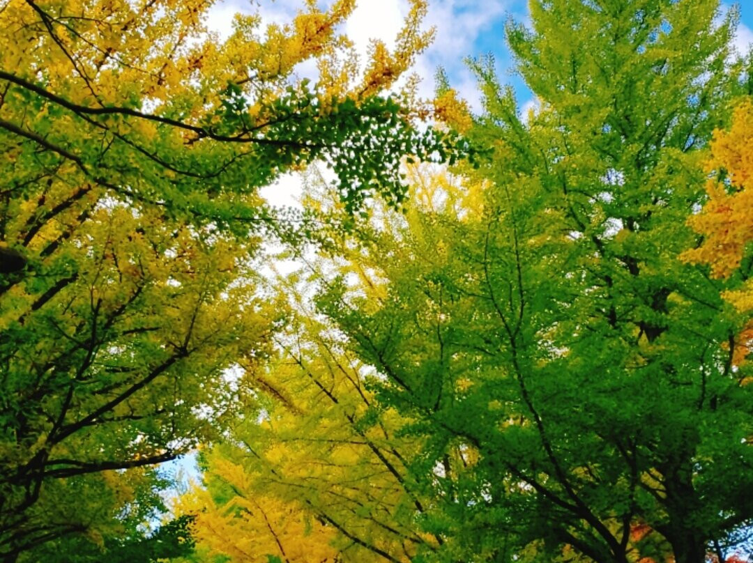 Hokkaido University Gingko Trees-札幌市必去景点