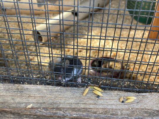 Haustierpark Werdum-Werdum必去景点