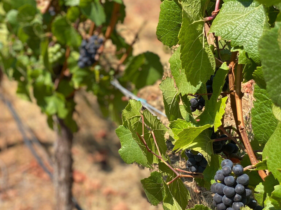 Phelps Creek Vineyards-胡德里弗必去景点