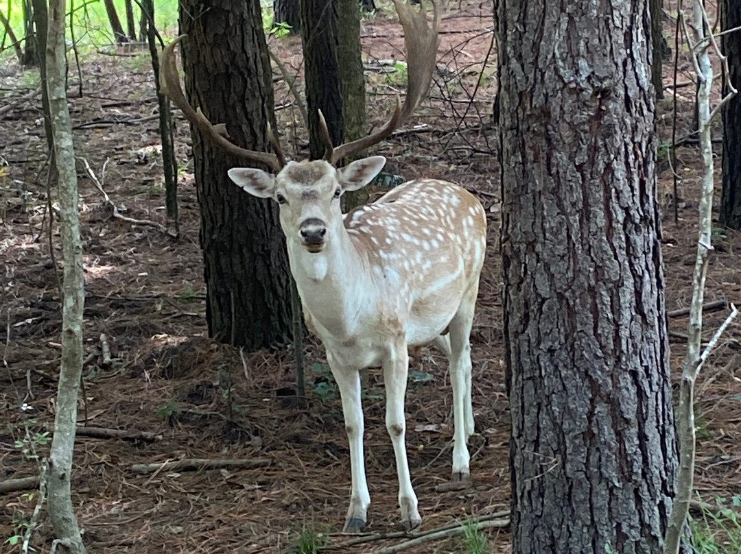 Alabama Safari Park景点图片