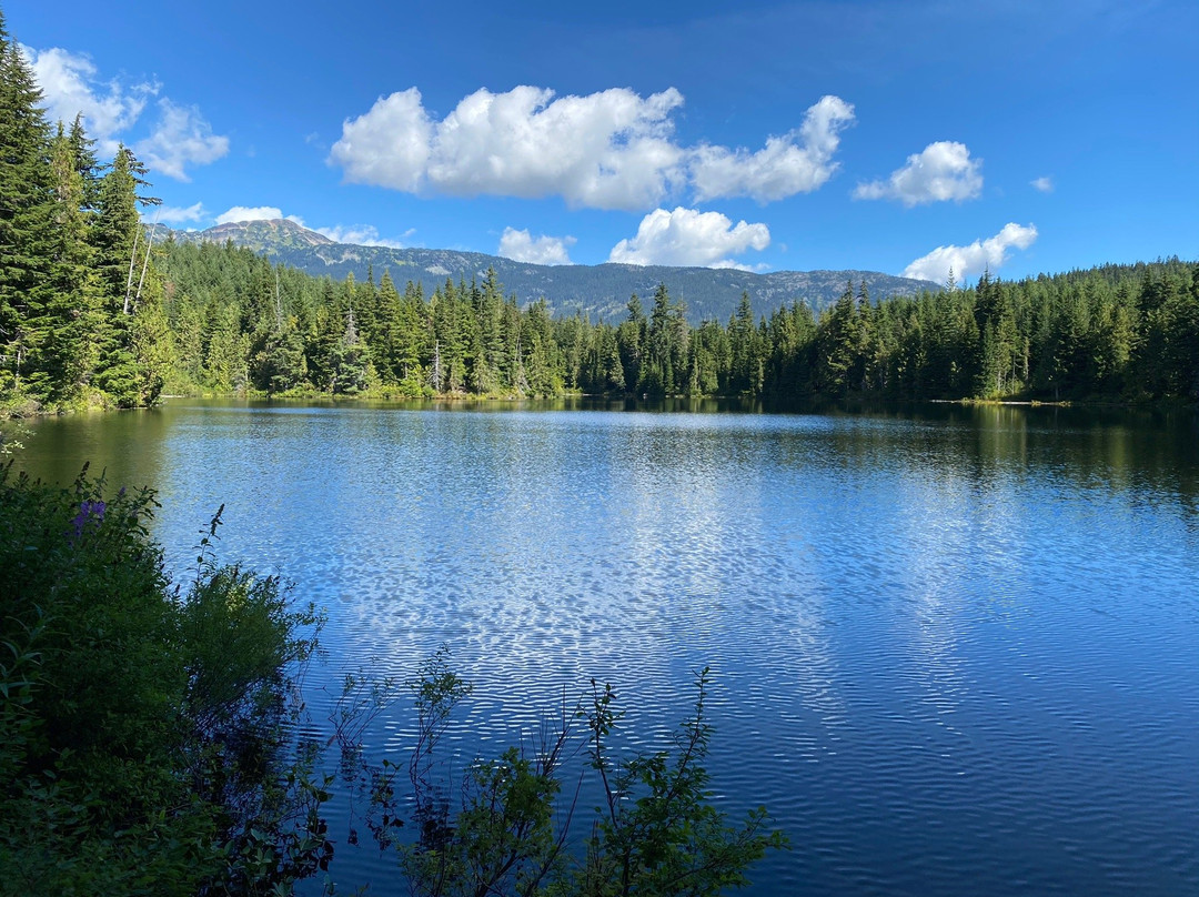 Ancient Cedars Trail-惠斯勒必去景点