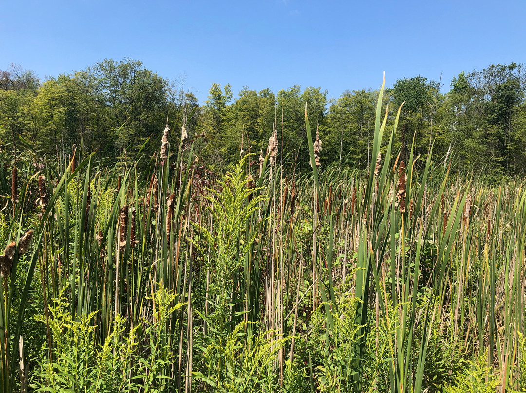 Terra Cotta Conservation Area-霍尔藤山市必去景点