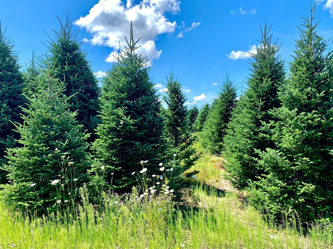 Dutchman Tree Farm景点图片