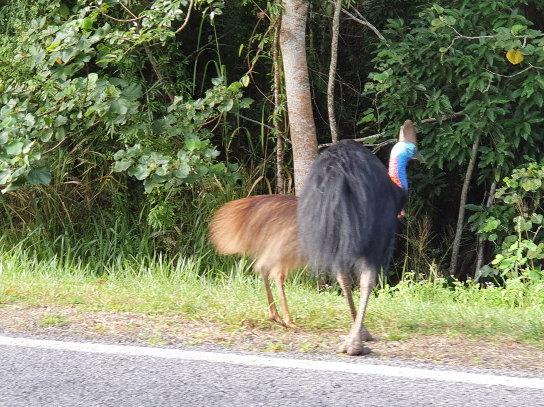 Djiru National Park-翁加灵海滩必去景点