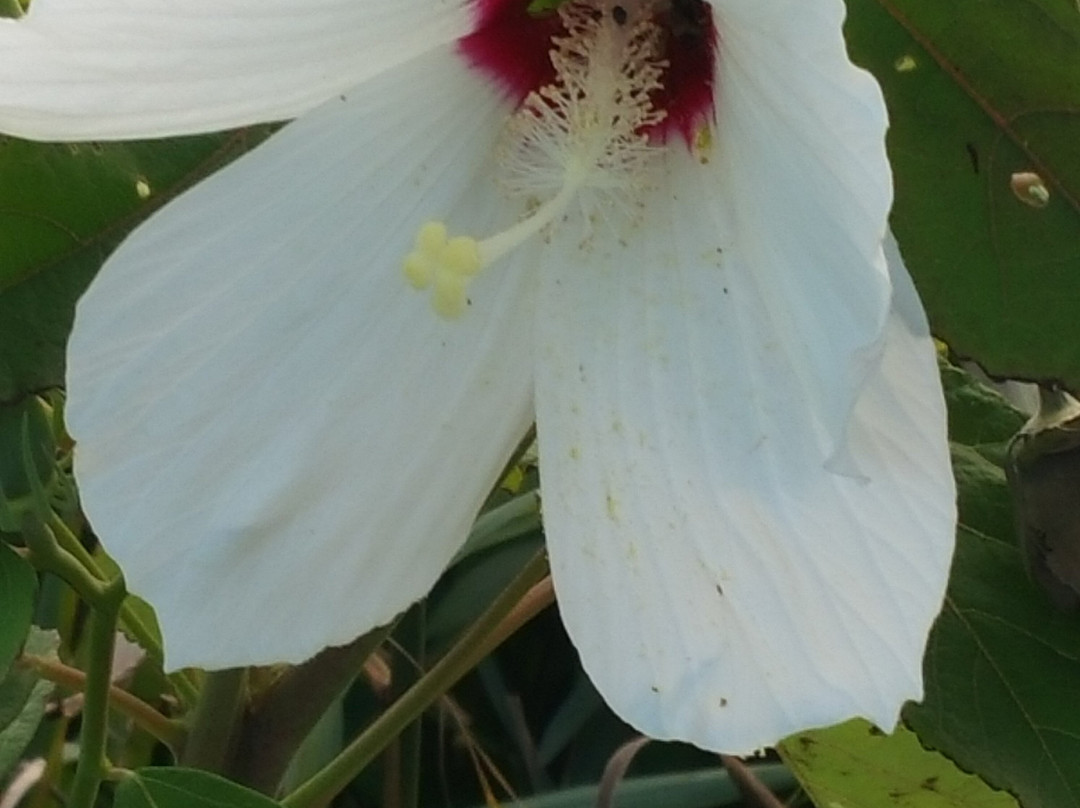 South Cape May Meadows景点图片