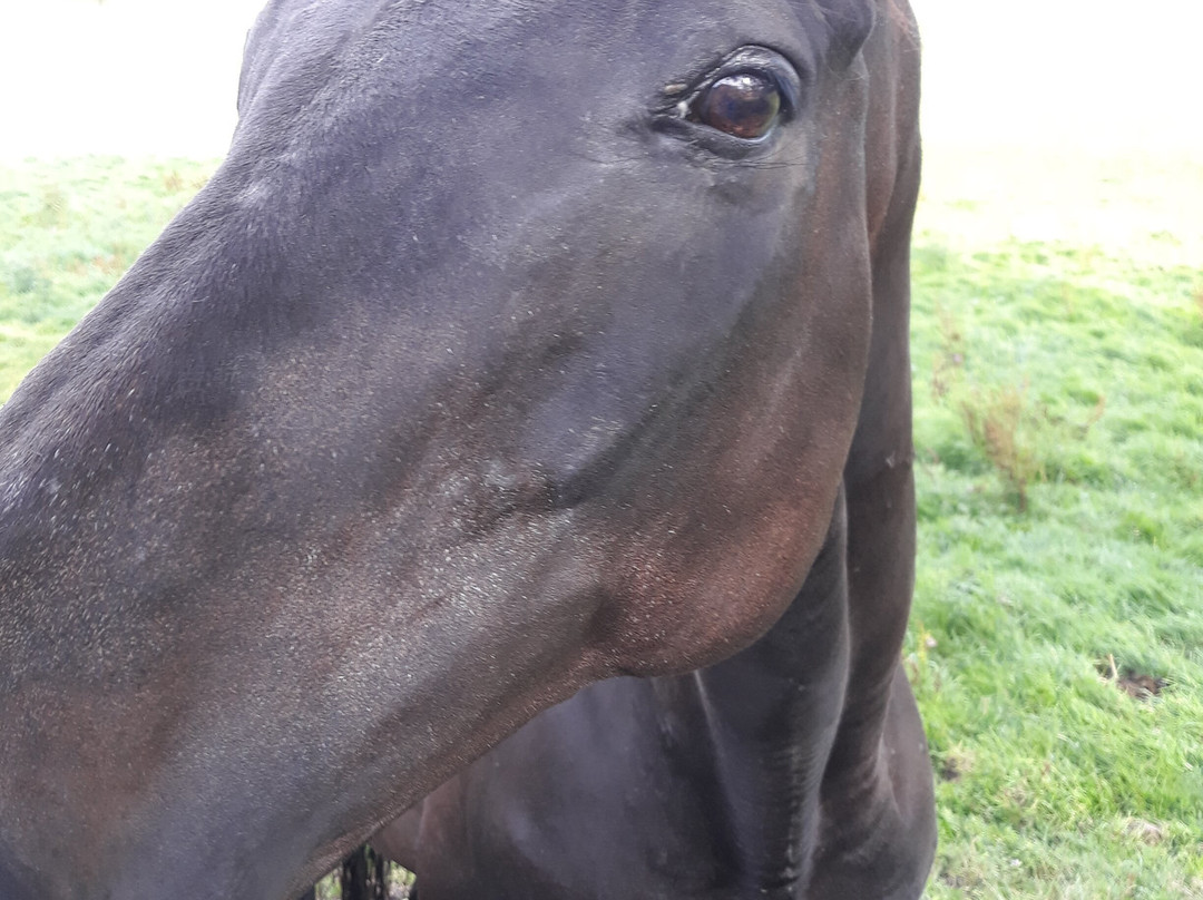 Yellow House Farm主图