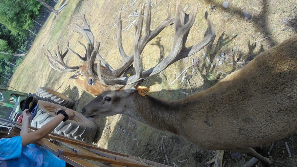 Red Deer at Rolling Hills Farm景点图片