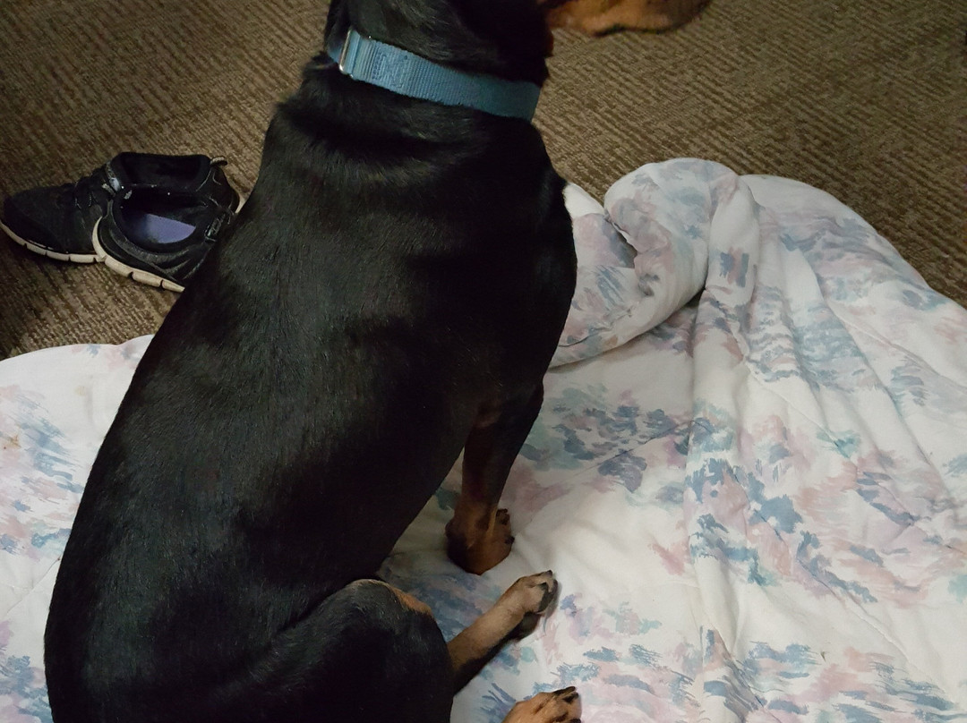 Comfort Inn St. Catherines主图