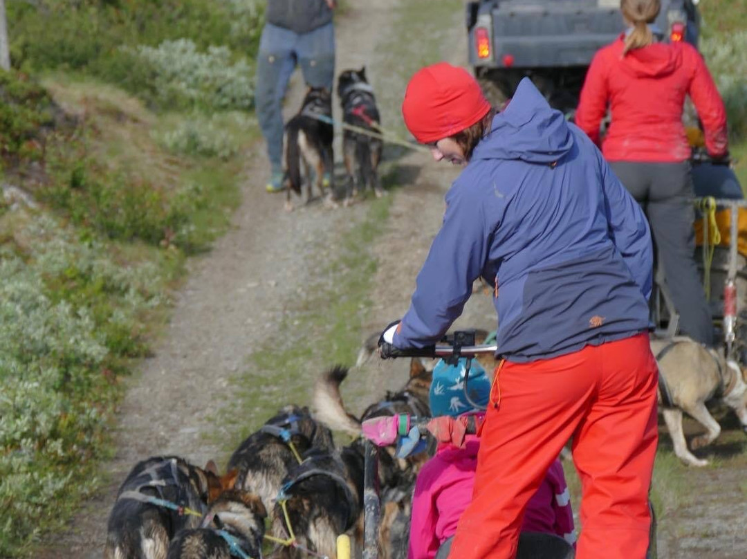 Sjusjoen Husky Tours景点图片