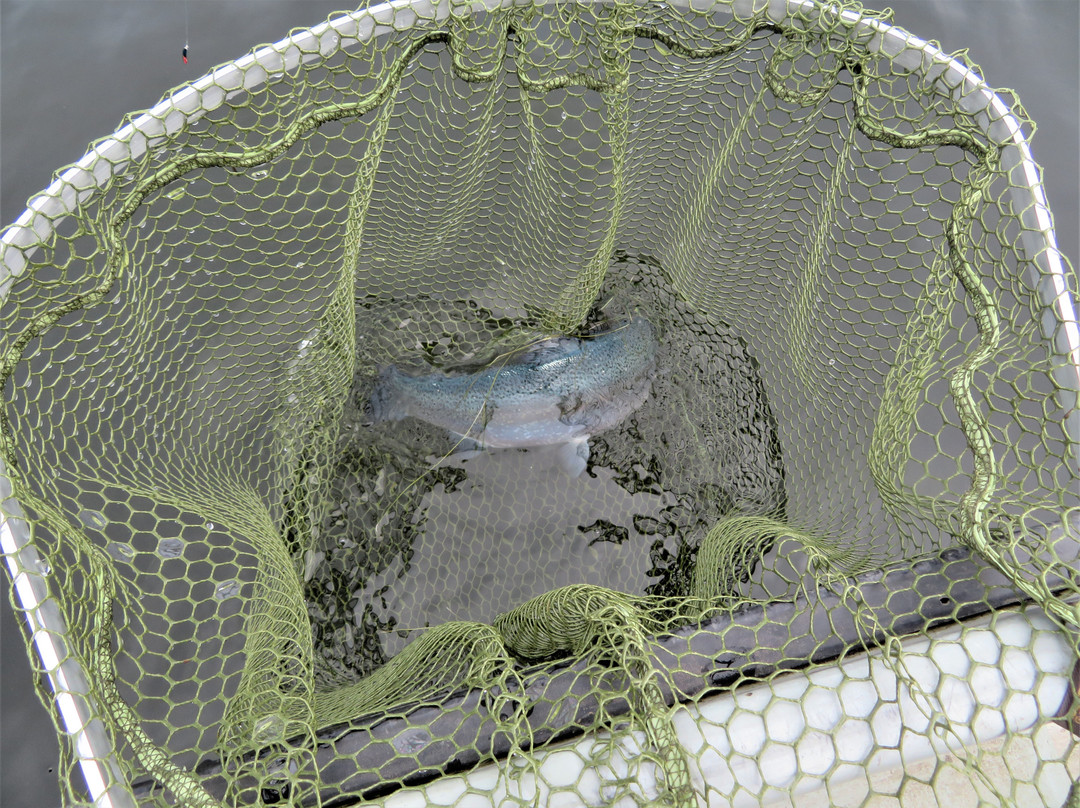 Stenhouse Fly Fishery景点图片
