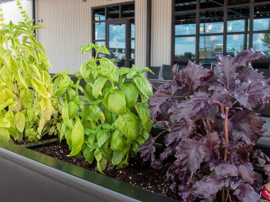 Di Campli's Italian Ristorante