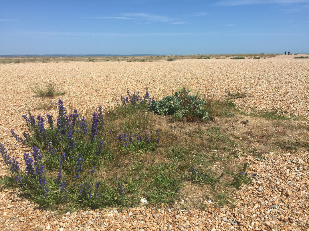 Dungeness National Nature Reserve景点图片