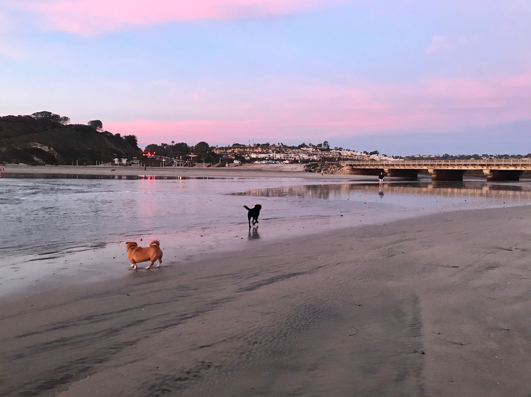 Del Mar Dog Beach-德尔马必去景点