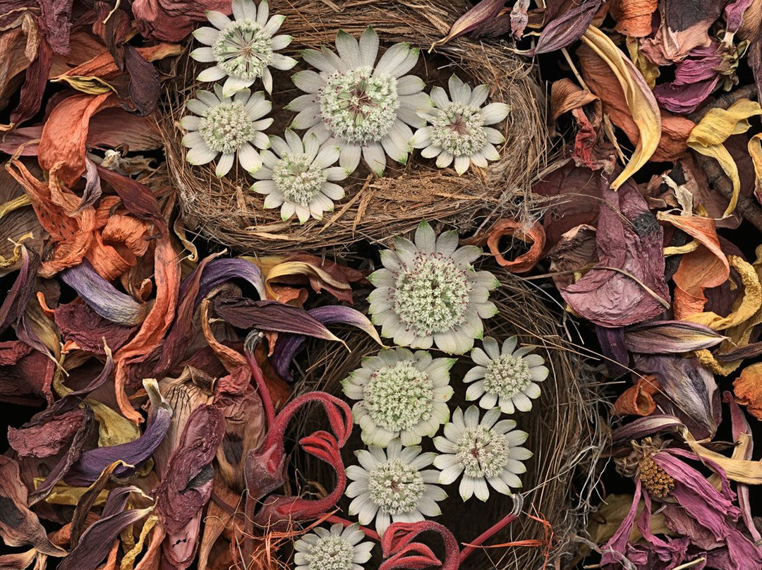 Janet Dwyer Photography景点图片