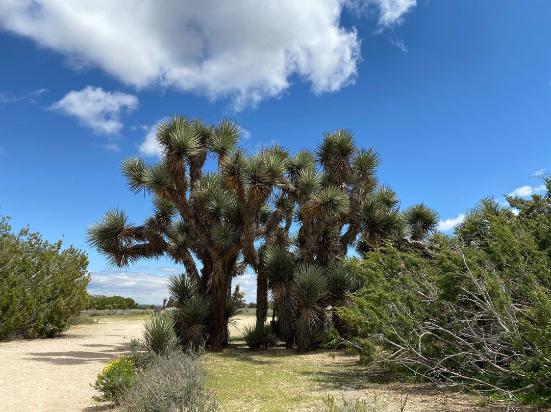 Arthur B. Ripley Desert Woodland State Park-兰开斯特必去景点