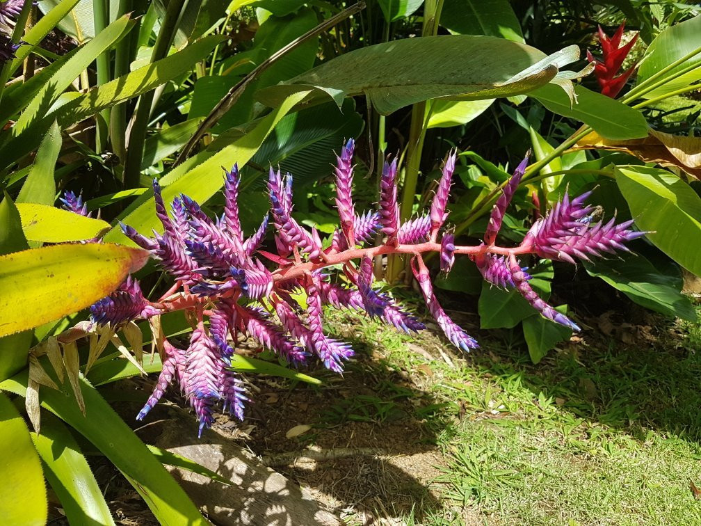 Plantation Crown and Hawk Botanical Garden-圣 托马斯必去景点