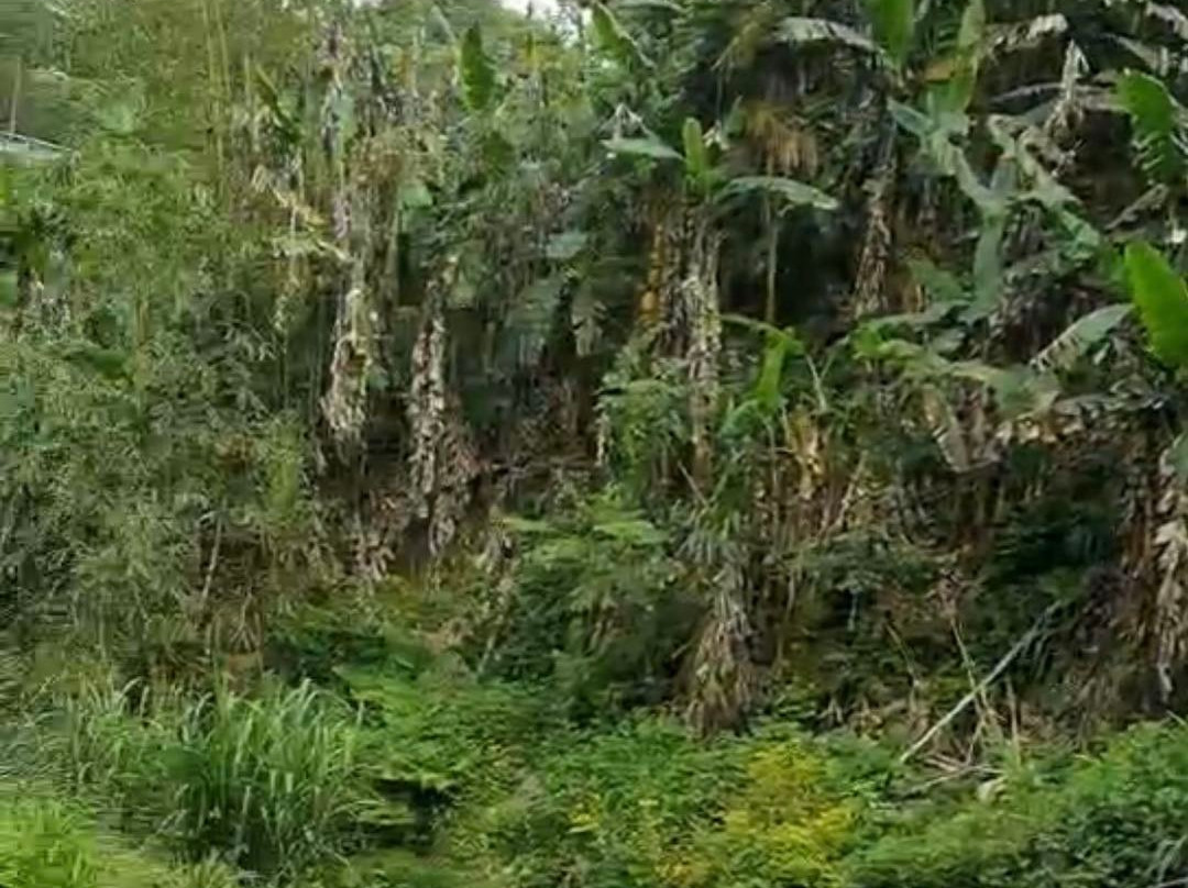 松溪白马山自然保护区-松溪县必去景点