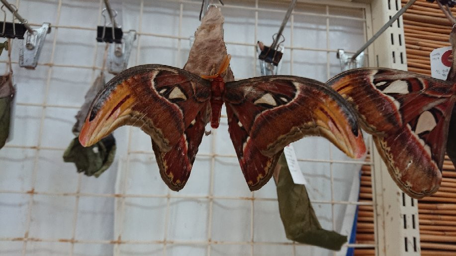 Atlas Moth Museum, Yonaguni景点图片