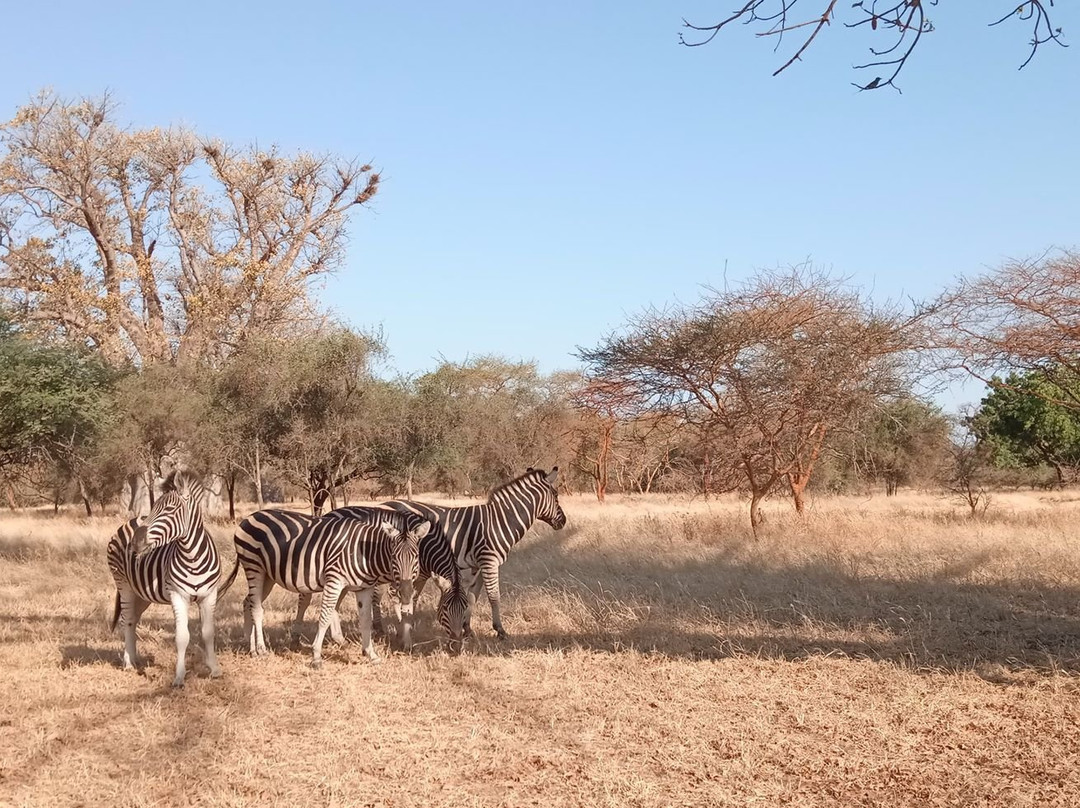 Royal Baobab Excursions景点图片