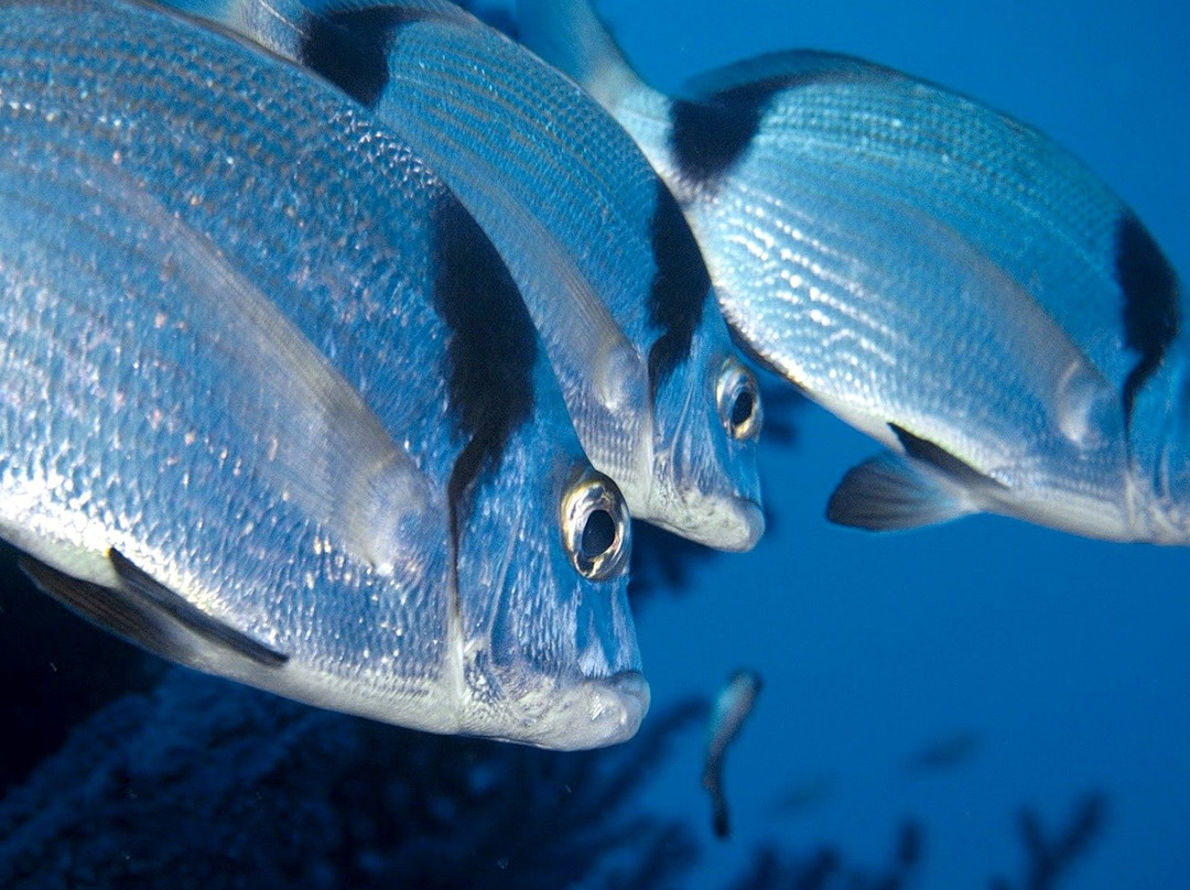 AixPlo Aix-en-Provence Plongée-普罗旺斯必去景点