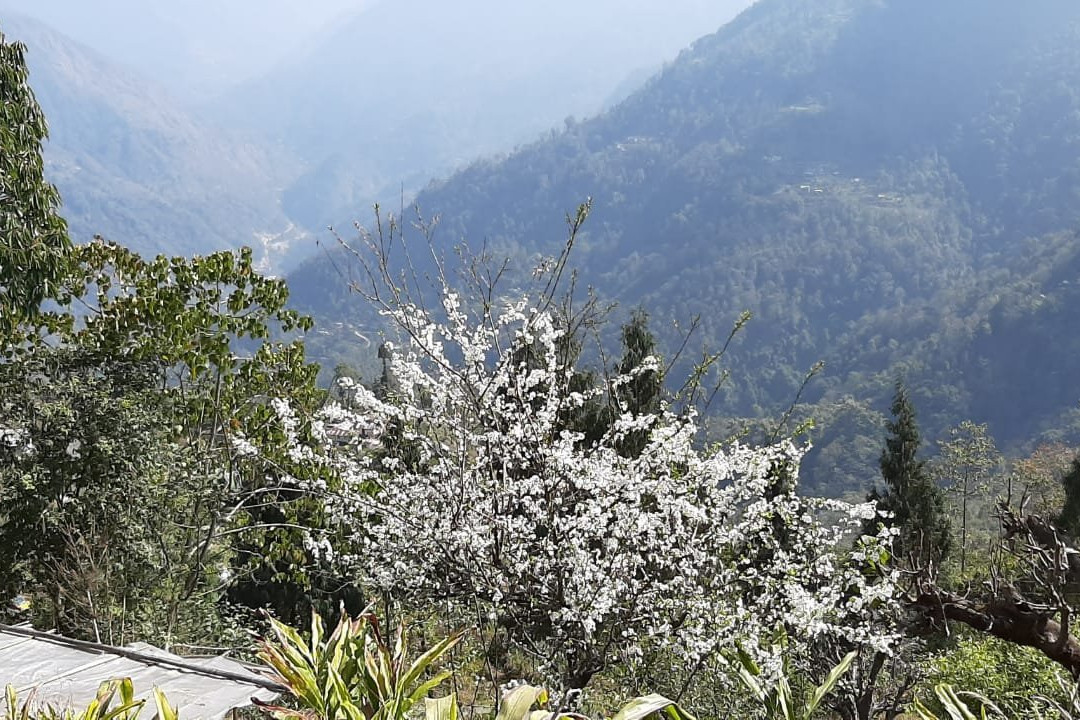 Mankhim Hilltop-Aritar必去景点