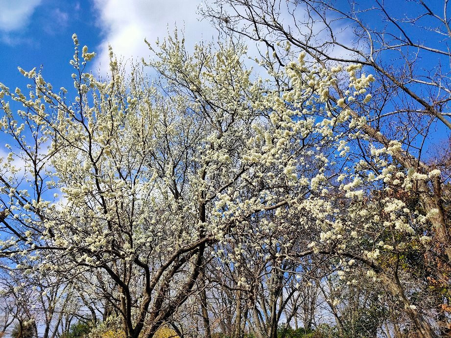 Jindai Botanical Garden Plant Diversity Center-调布市必去景点