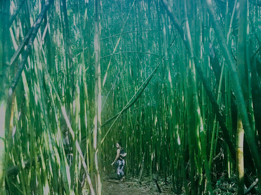 Makaleha Falls Trail-卡帕阿必去景点