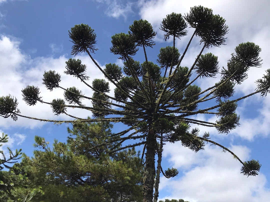 Parque Nacional de Aparados da Serra-Cambará do Sul必去景点