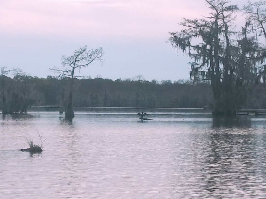 Champagne's Cajun Swamp Tours景点图片