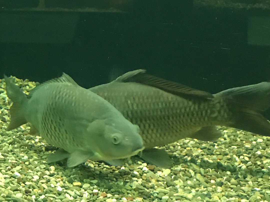 Kastoria Aquarium景点图片