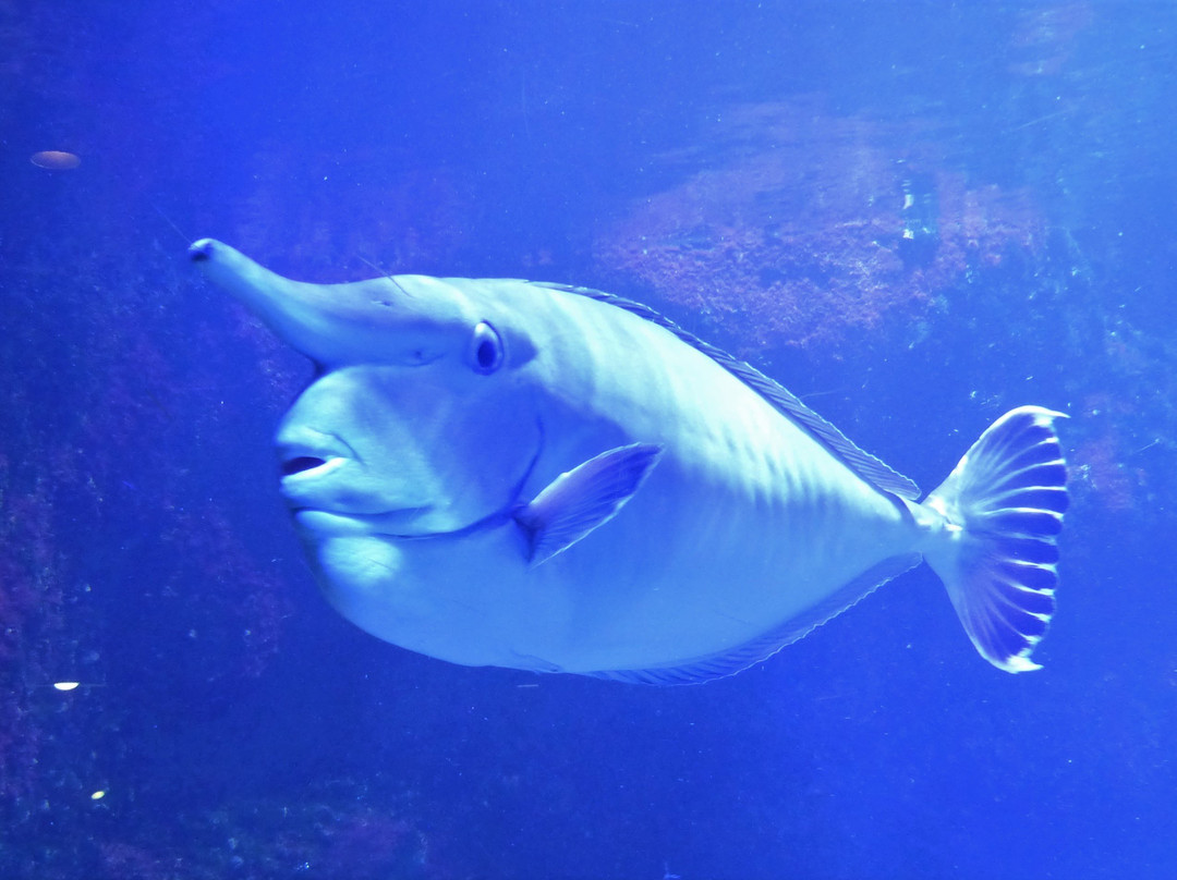 热带水族馆景点图片